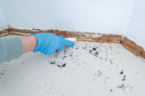 Professional Pest Control in Hanover, MN