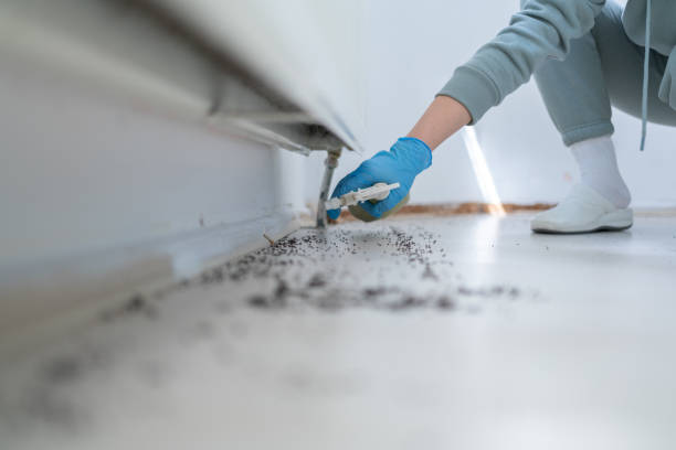 Best Termite Control Services  in Hanover, MN